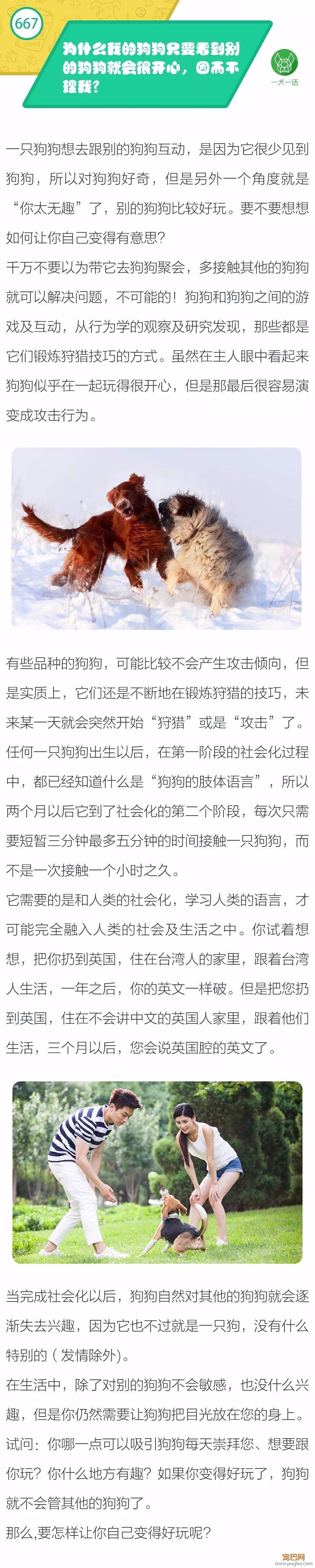 为什么我的狗狗只要看到别的狗狗就会和开心，因而不理我？-1.jpeg