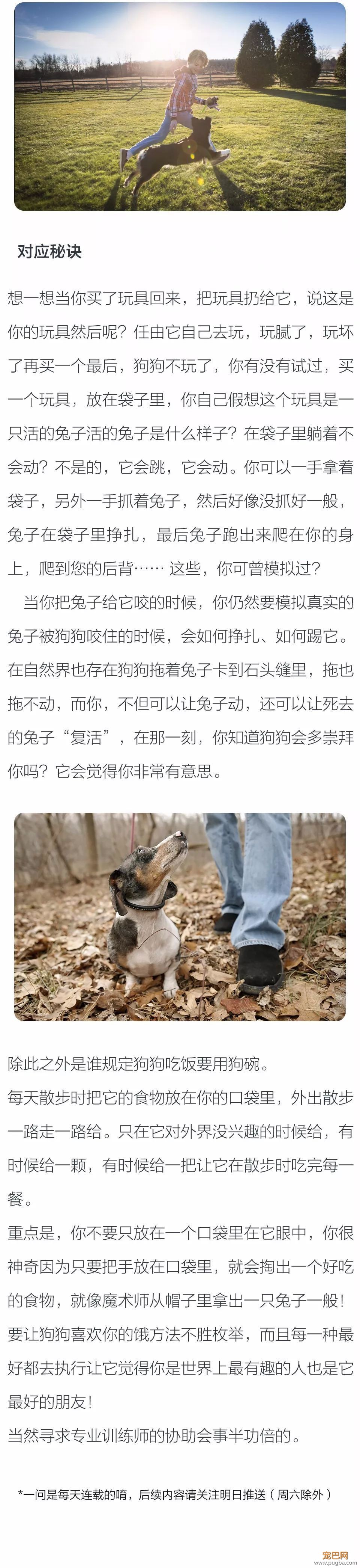 为什么我的狗狗只要看到别的狗狗就会和开心，因而不理我？-2.jpeg