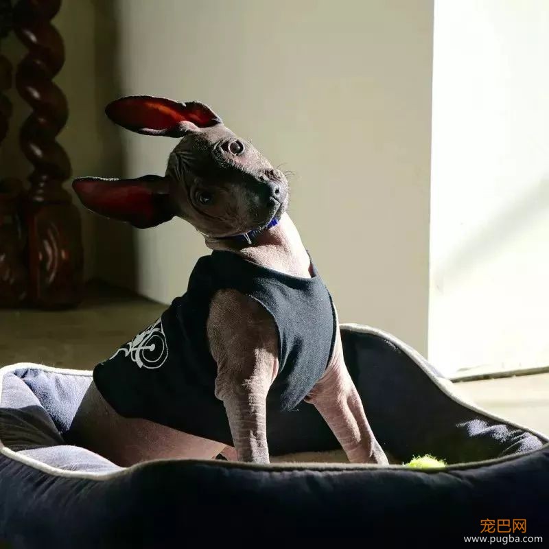 这个毛球竟是纯种无毛犬？其实无毛犬远不是你想的那样-2.jpeg