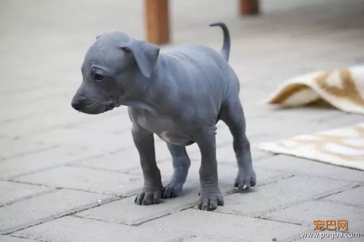 这个毛球竟是纯种无毛犬？其实无毛犬远不是你想的那样-3.jpeg