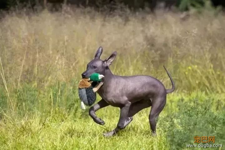 这个毛球竟是纯种无毛犬？其实无毛犬远不是你想的那样-5.jpeg