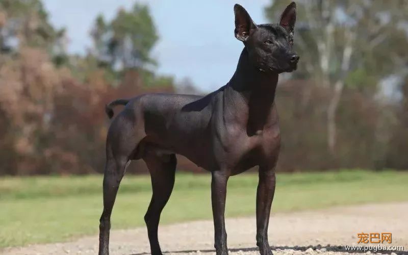 这个毛球竟是纯种无毛犬？其实无毛犬远不是你想的那样-4.jpeg