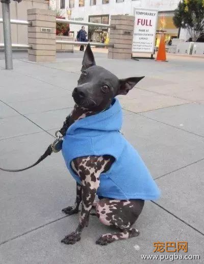 这个毛球竟是纯种无毛犬？其实无毛犬远不是你想的那样-8.jpeg