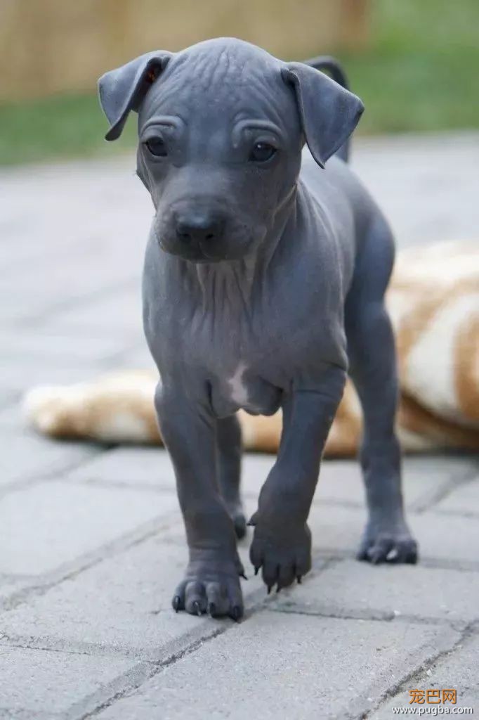 这个毛球竟是纯种无毛犬？其实无毛犬远不是你想的那样-9.jpeg