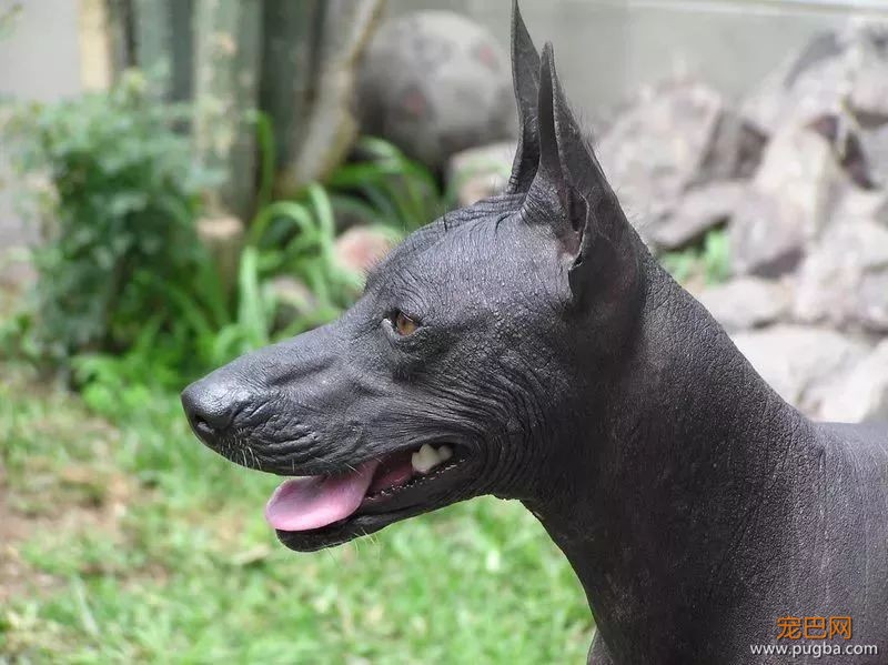 这个毛球竟是纯种无毛犬？其实无毛犬远不是你想的那样-11.jpeg