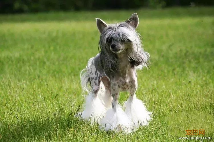 这个毛球竟是纯种无毛犬？其实无毛犬远不是你想的那样-13.jpeg