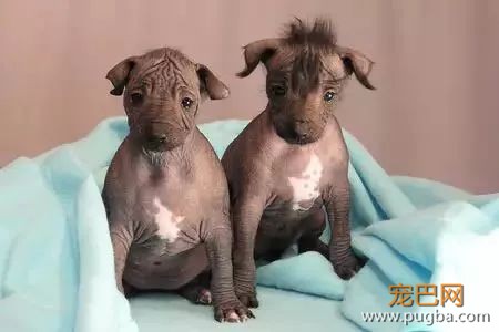 这个毛球竟是纯种无毛犬？其实无毛犬远不是你想的那样-12.jpeg