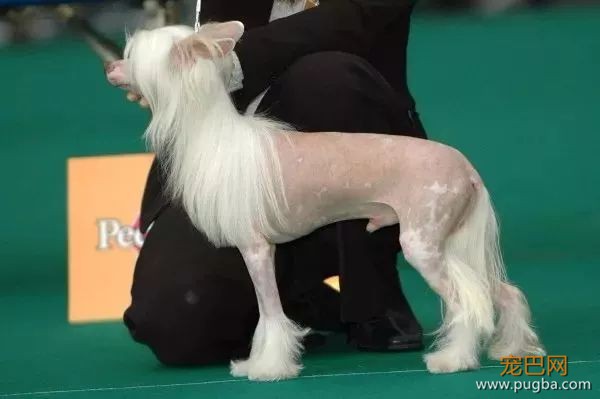 这个毛球竟是纯种无毛犬？其实无毛犬远不是你想的那样-15.jpeg