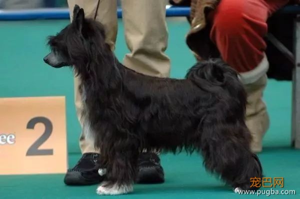 这个毛球竟是纯种无毛犬？其实无毛犬远不是你想的那样-16.jpeg