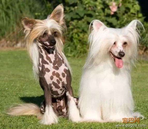 这个毛球竟是纯种无毛犬？其实无毛犬远不是你想的那样-17.jpeg