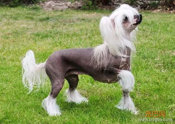 这个毛球竟是纯种无毛犬？其实无毛犬远不是你想的那样-19.jpeg