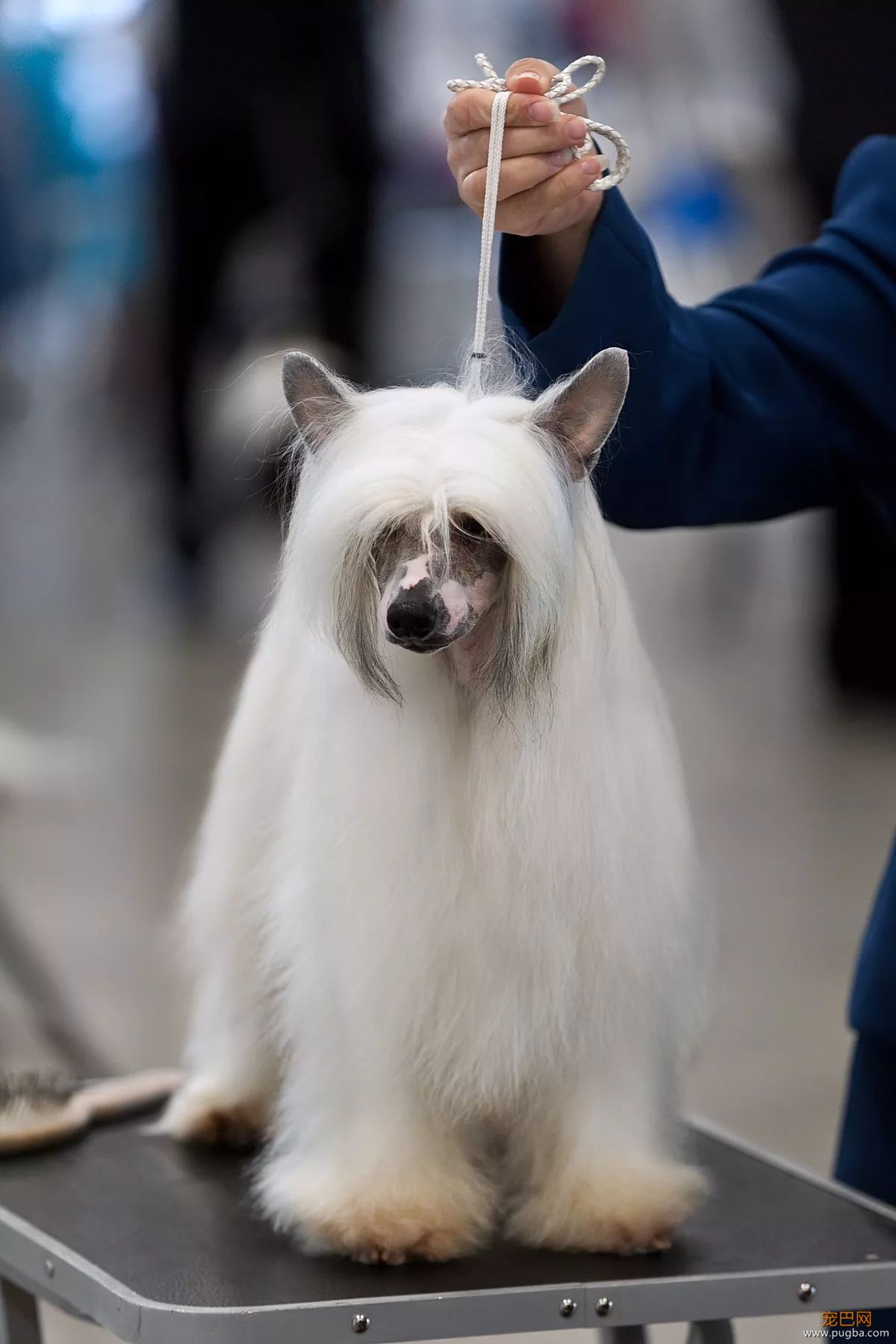这个毛球竟是纯种无毛犬？其实无毛犬远不是你想的那样-18.jpeg