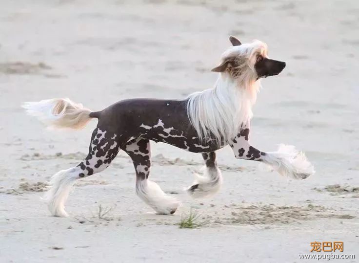 这个毛球竟是纯种无毛犬？其实无毛犬远不是你想的那样-21.jpeg