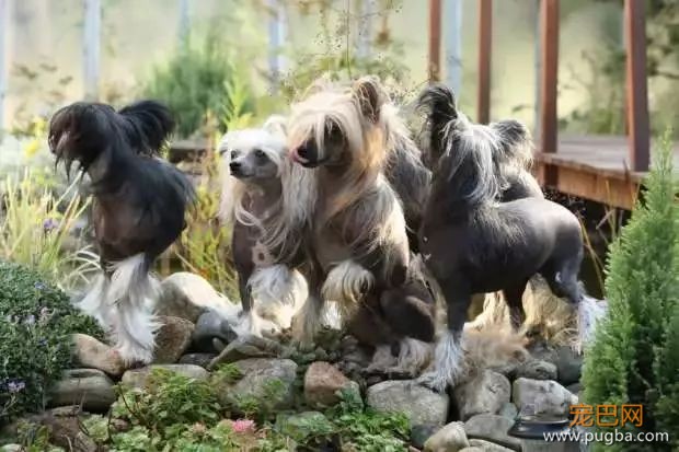 这个毛球竟是纯种无毛犬？其实无毛犬远不是你想的那样-22.jpeg