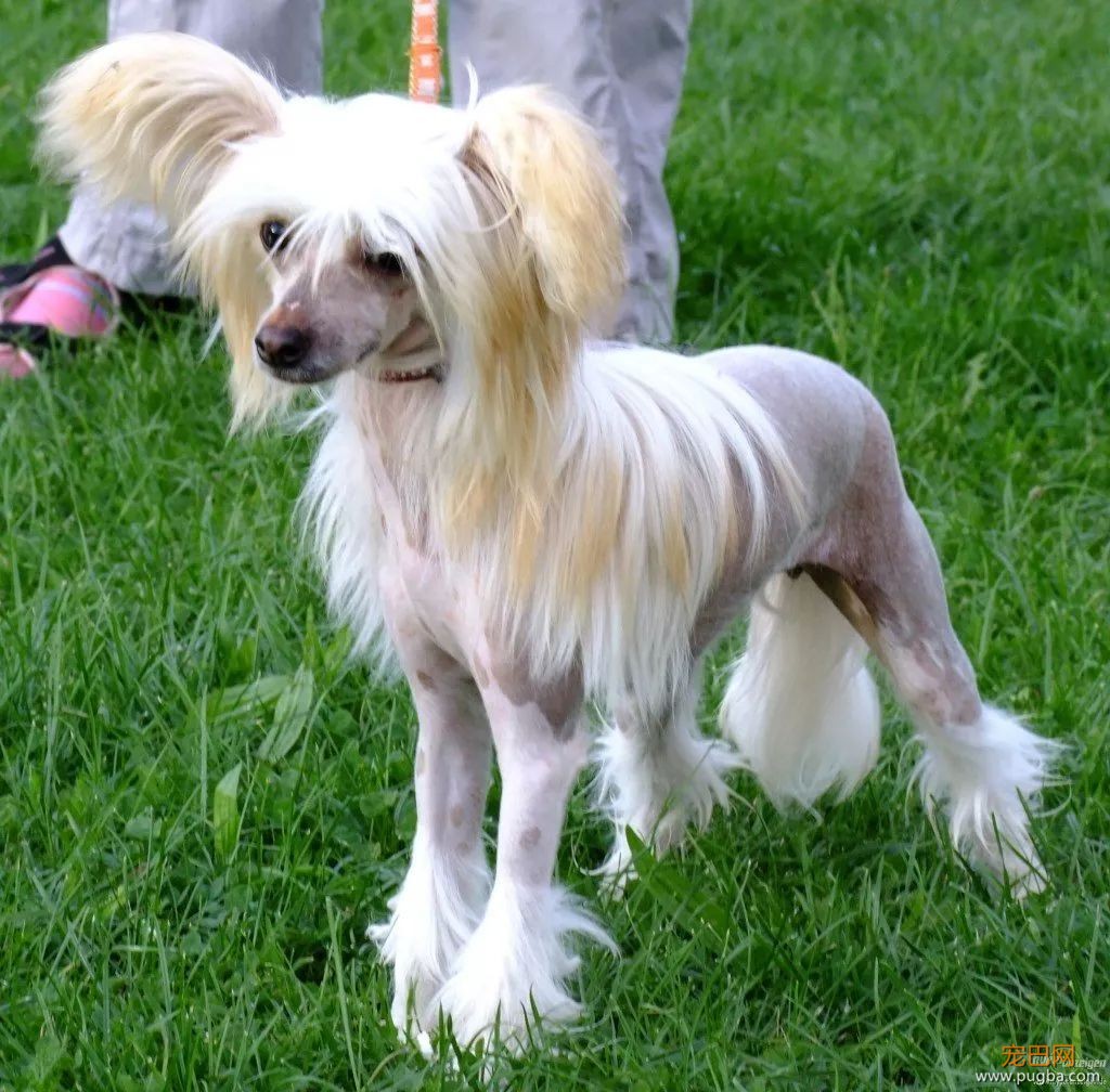 这个毛球竟是纯种无毛犬？其实无毛犬远不是你想的那样-24.jpeg