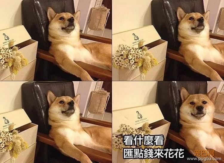 自从养了狗以后，他们再没好好吃过一顿饭，因为…-10.jpg