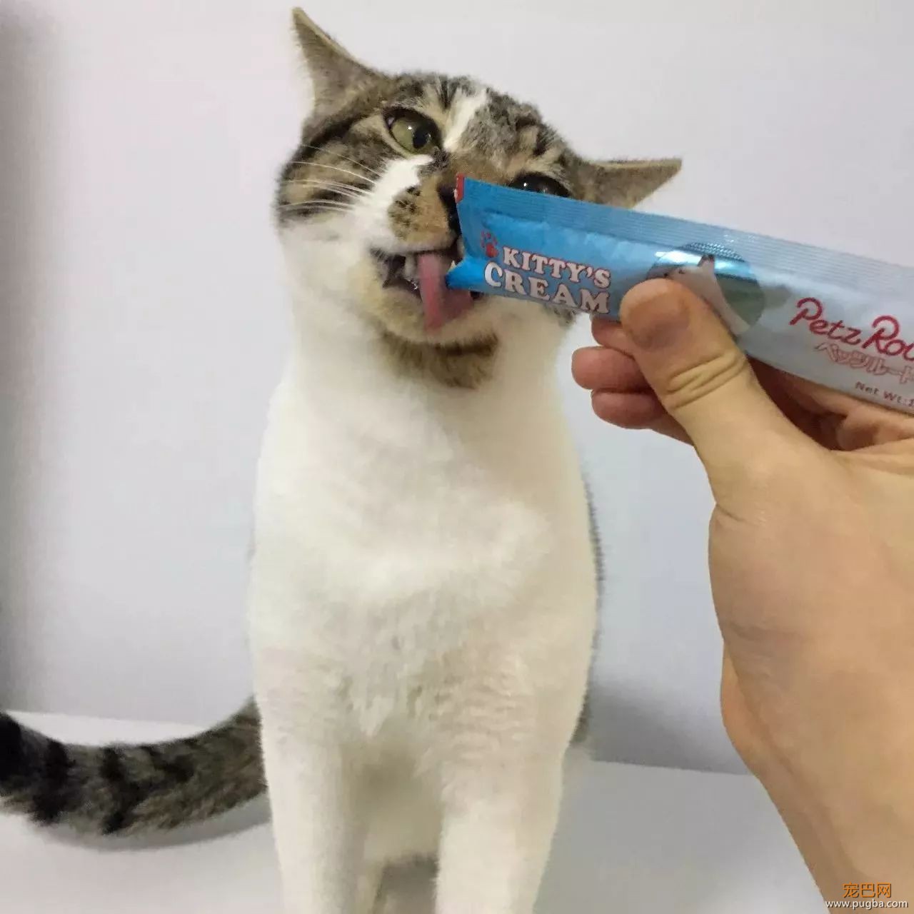 这个盒子真的能满足猫所有的幻想吗？-9.jpeg