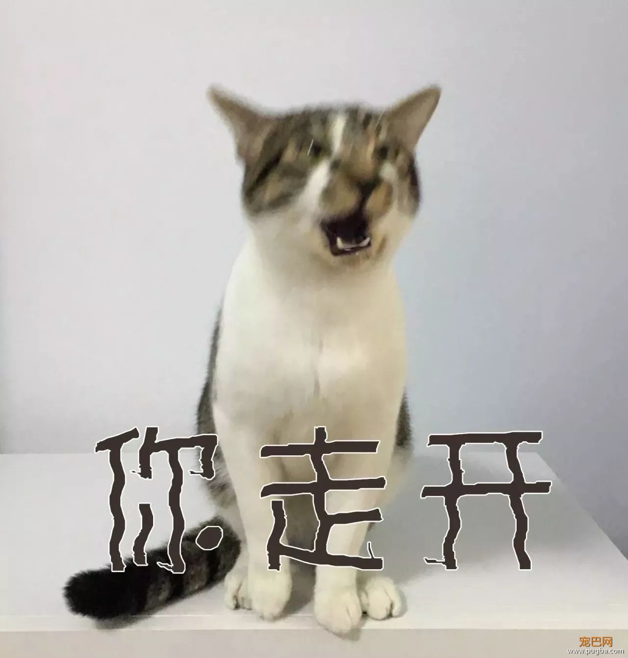 这个盒子真的能满足猫所有的幻想吗？-12.jpeg