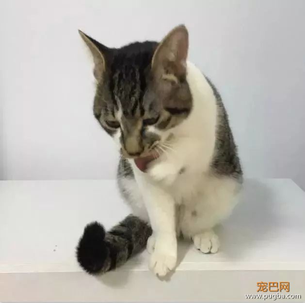这个盒子真的能满足猫所有的幻想吗？-13.jpeg