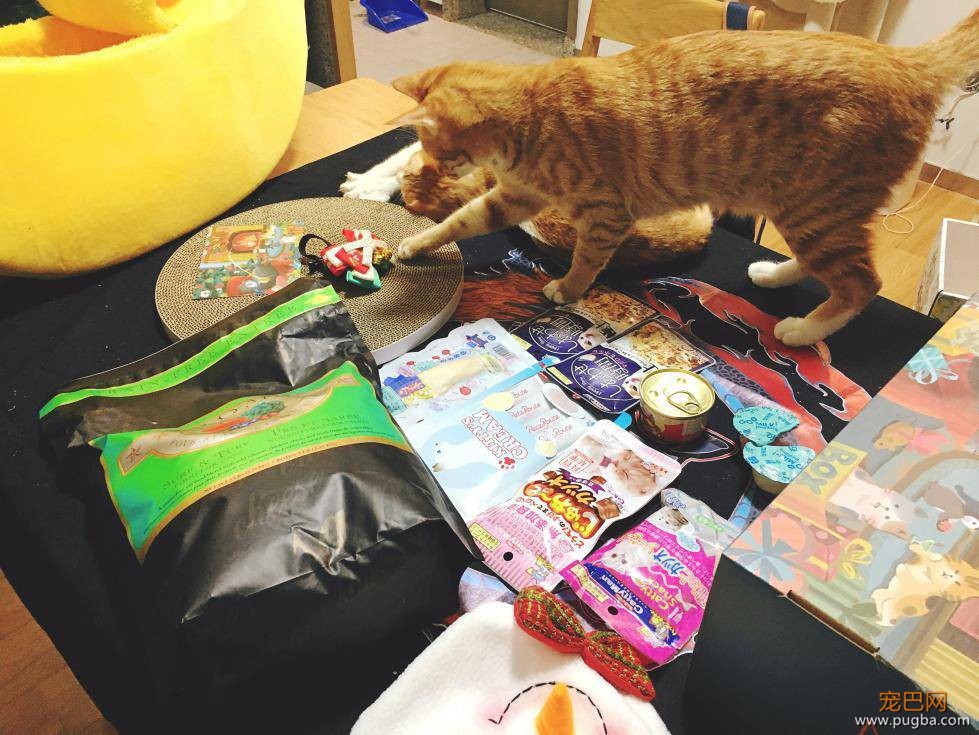 这个盒子真的能满足猫所有的幻想吗？-40.jpeg