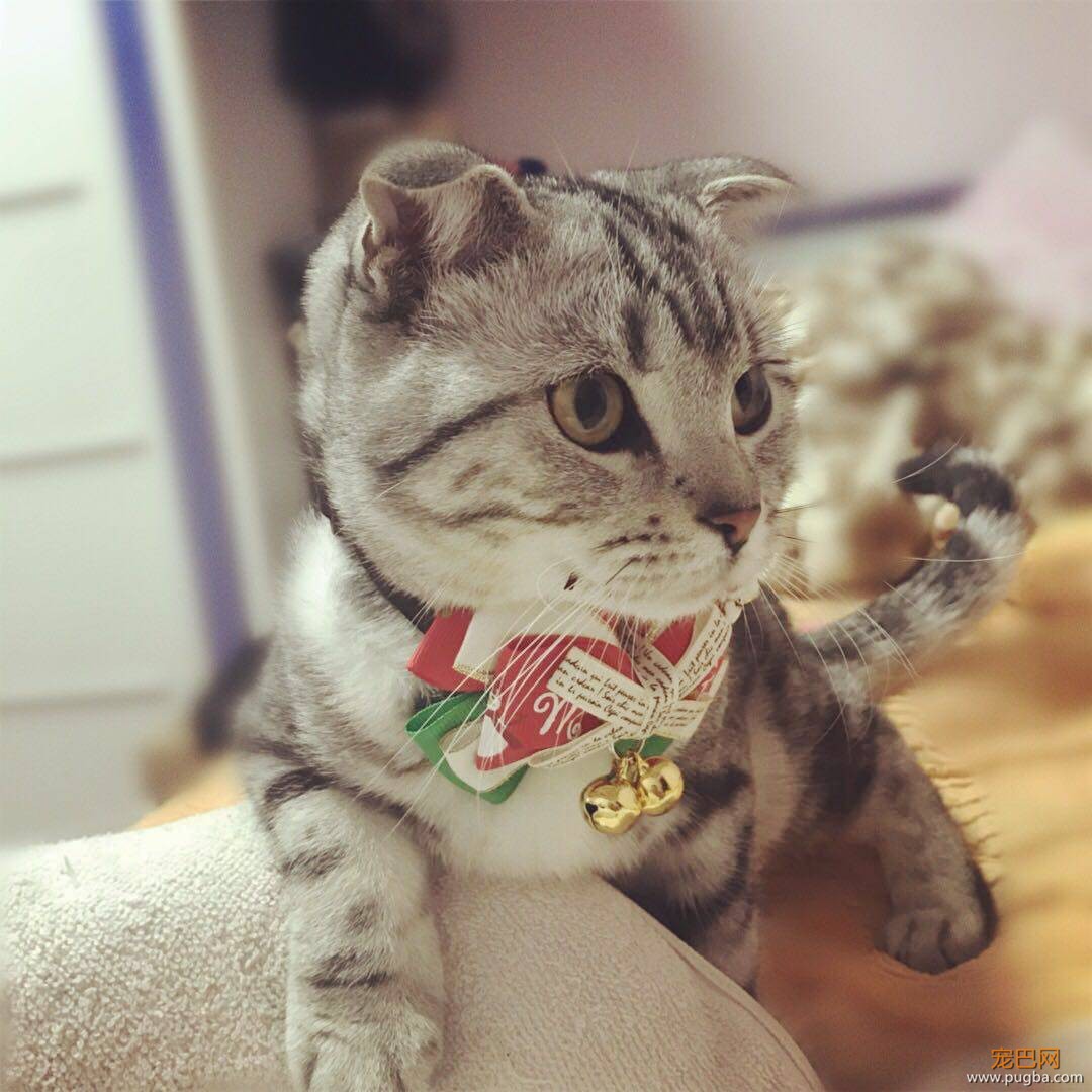 这个盒子真的能满足猫所有的幻想吗？-37.jpeg