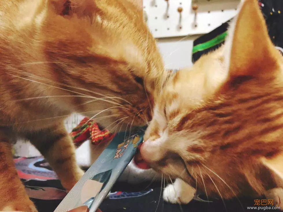这个盒子真的能满足猫所有的幻想吗？-44.jpeg