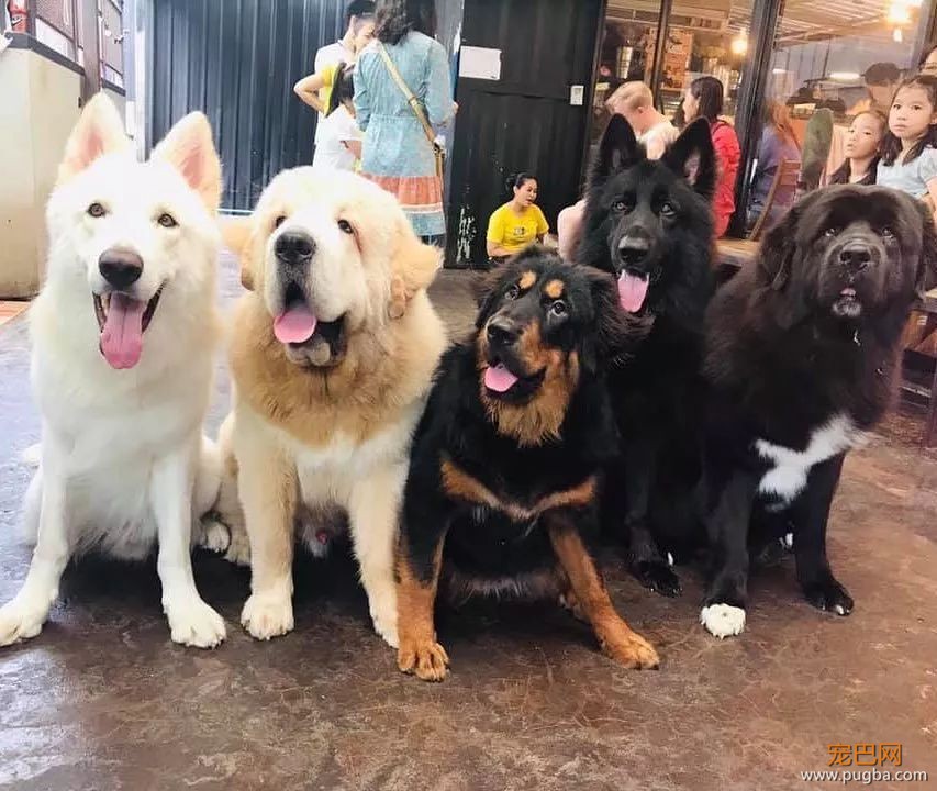 你最想养的大狗，这里都有...这是什么神仙地方，想去！-2.jpeg