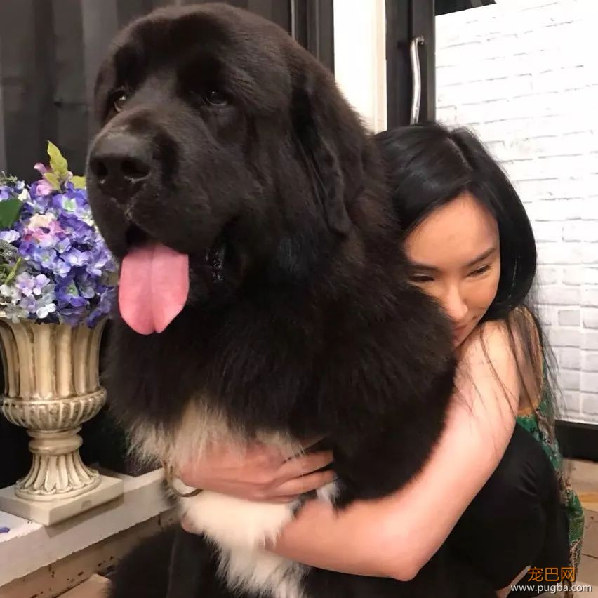 你最想养的大狗，这里都有...这是什么神仙地方，想去！-8.jpeg