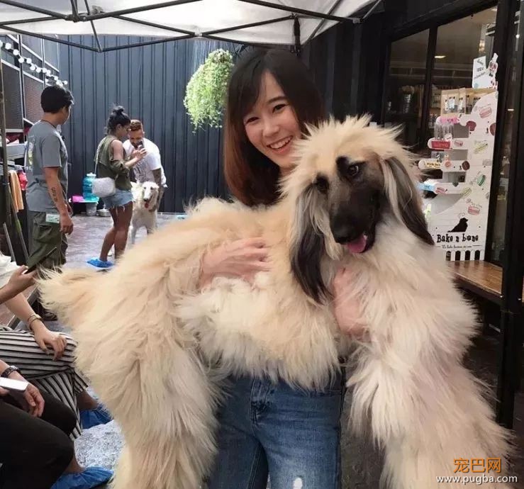 你最想养的大狗，这里都有...这是什么神仙地方，想去！-7.jpeg