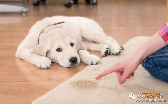 如何教狗定点大小便？这样训练的狗狗太听话了！-1.jpeg
