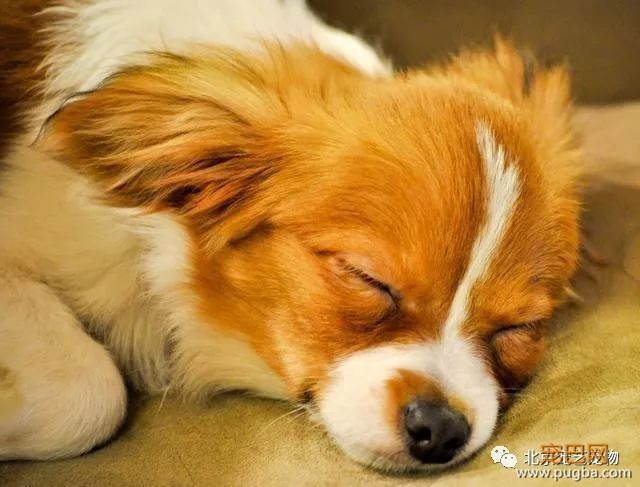 如何教狗定点大小便？这样训练的狗狗太听话了！-2.jpeg