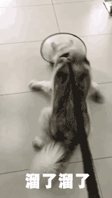 面对这样的主人，我们佛系做狗-13.gif