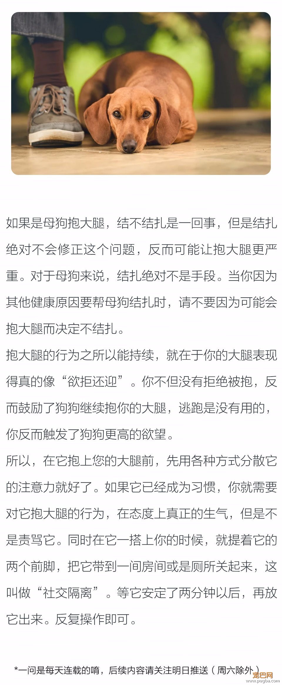 为什么当我穿特定裤子时，狗狗会出现抱大腿的行为？-2.jpeg