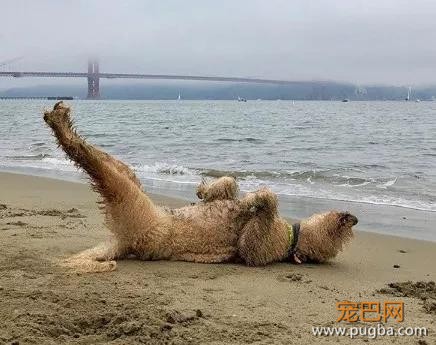这只巨贵有个奇葩习惯，一兴奋就…-2.jpg