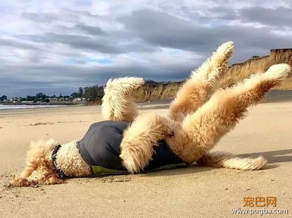 这只巨贵有个奇葩习惯，一兴奋就…-6.jpg