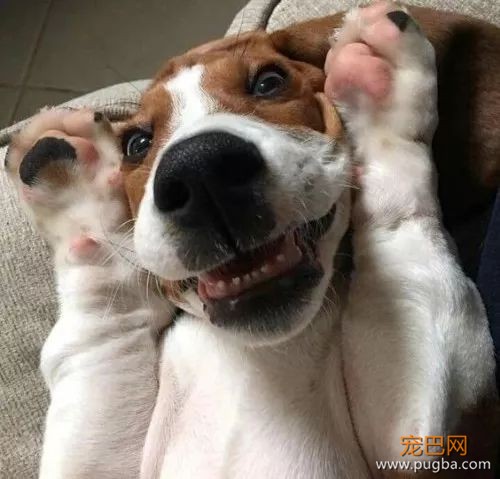 听说现在的养狗人士人才辈出？"佛系养狗法"了解一下-5.jpeg
