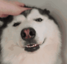听说现在的养狗人士人才辈出？"佛系养狗法"了解一下-3.gif