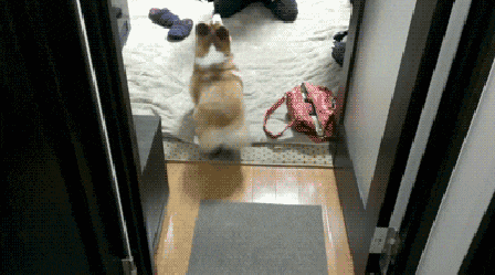 听说现在的养狗人士人才辈出？"佛系养狗法"了解一下-7.gif