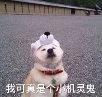 听说现在的养狗人士人才辈出？"佛系养狗法"了解一下-13.jpeg