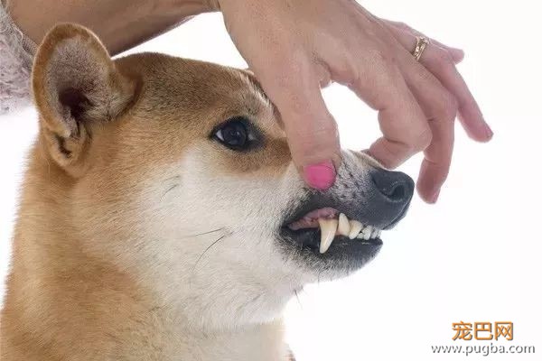 请给狗子来瓶好用的洁齿水@微信官方-2.jpeg