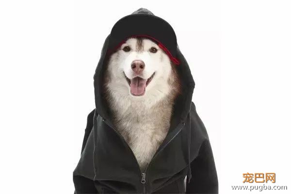 请给狗子来瓶好用的洁齿水@微信官方-14.jpeg