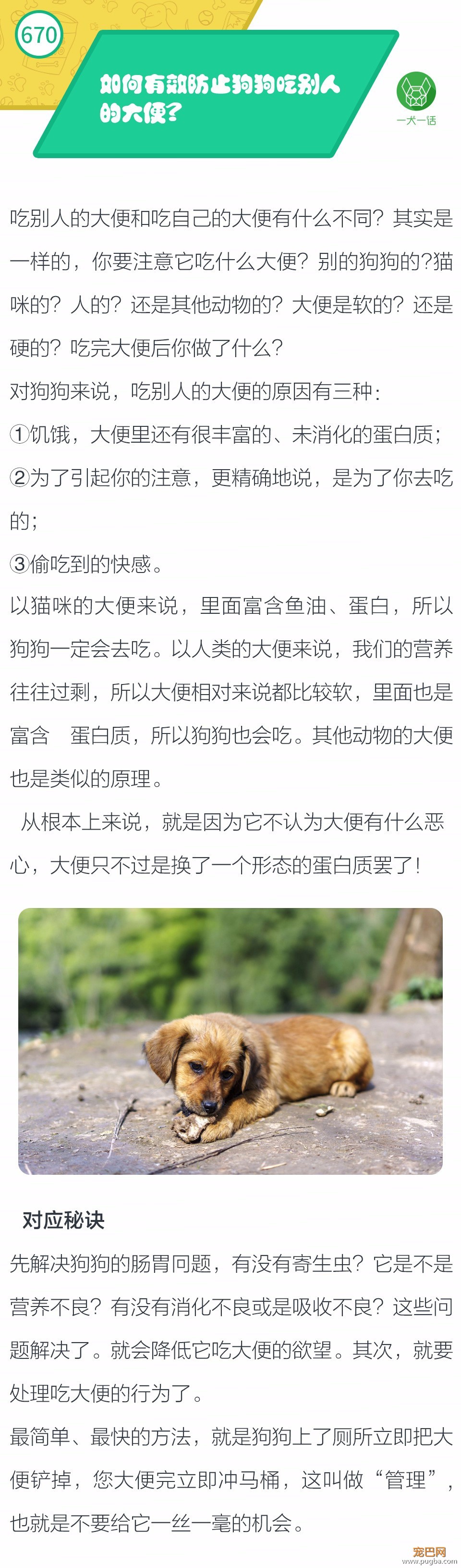 如何有效防止狗狗吃别人的大便-1.jpeg