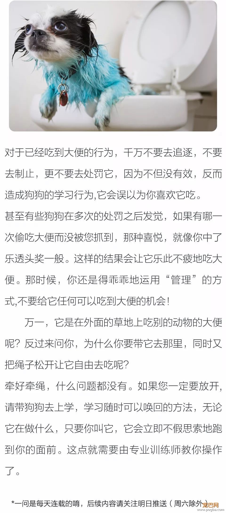 如何有效防止狗狗吃别人的大便-2.jpeg
