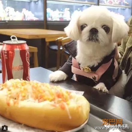 夏天到了，狗狗没食欲怎么办呢？-1.jpeg