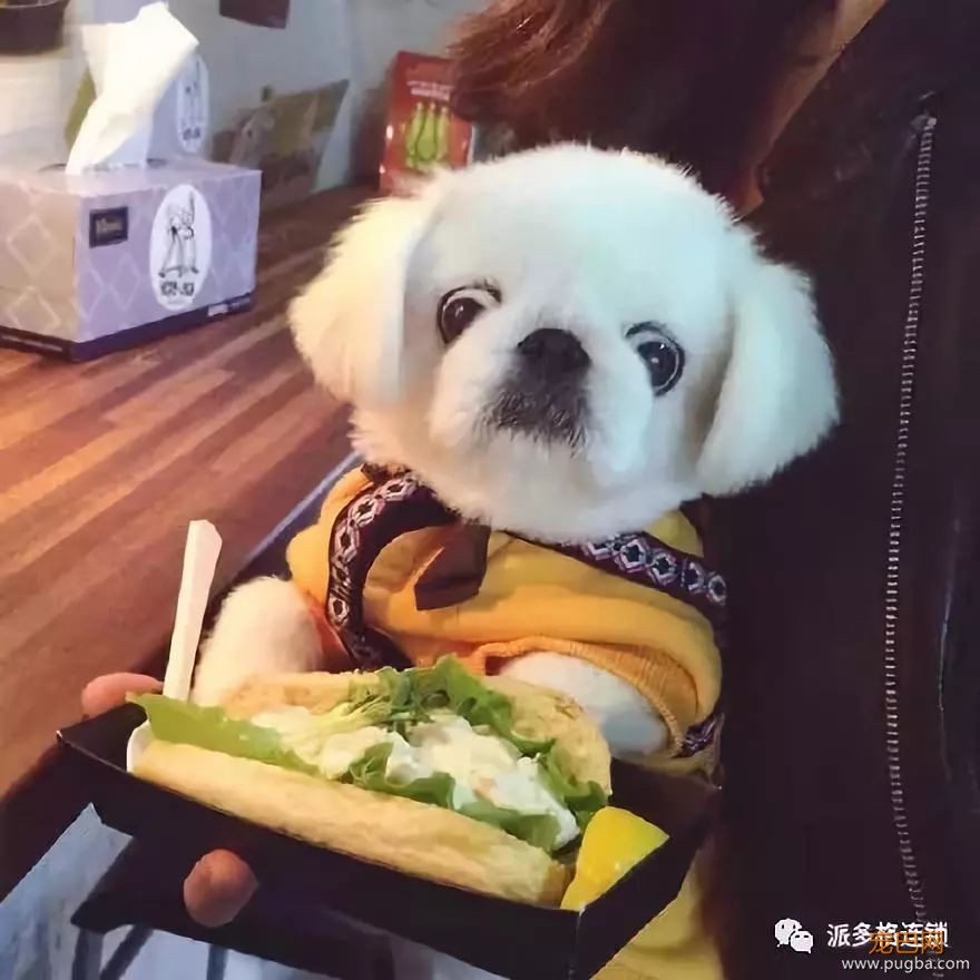 夏天到了，狗狗没食欲怎么办呢？-2.jpeg