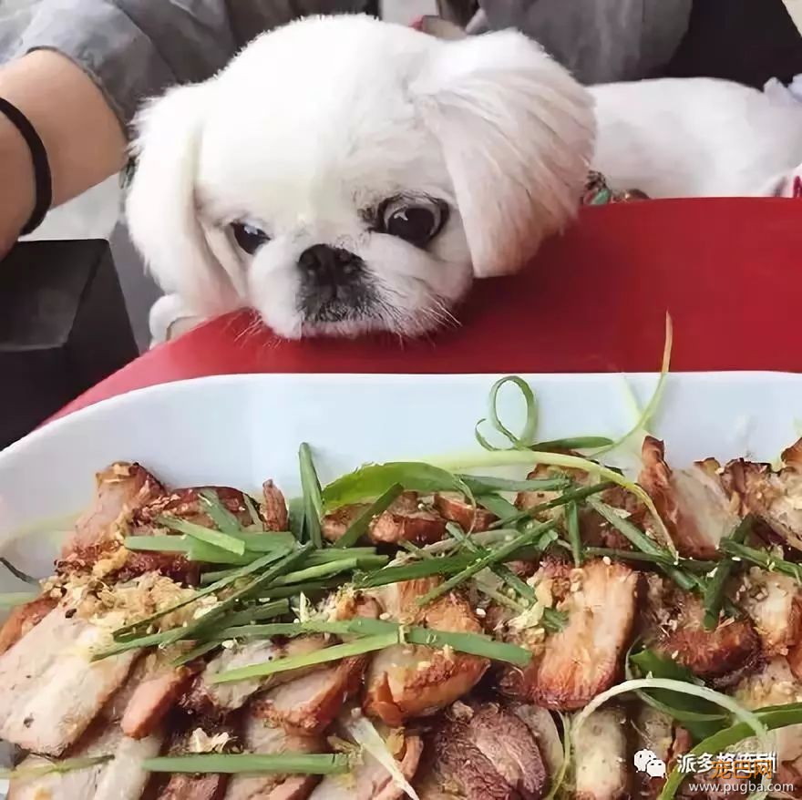 夏天到了，狗狗没食欲怎么办呢？-5.jpeg