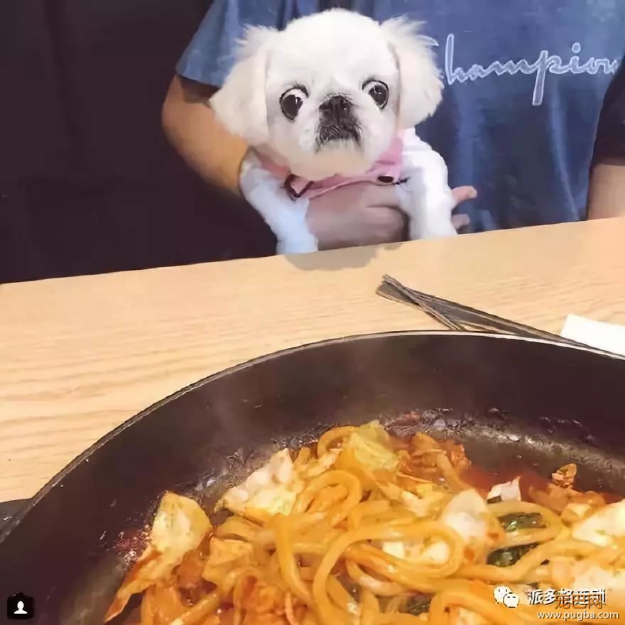 夏天到了，狗狗没食欲怎么办呢？-4.jpeg