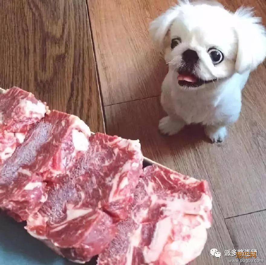 夏天到了，狗狗没食欲怎么办呢？-3.jpeg