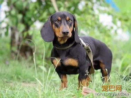 白天做宠物，晚上去捕鼠。专为“多管闲事”而生的狗狗-10.jpeg