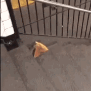 白天做宠物，晚上去捕鼠。专为“多管闲事”而生的狗狗-19.gif